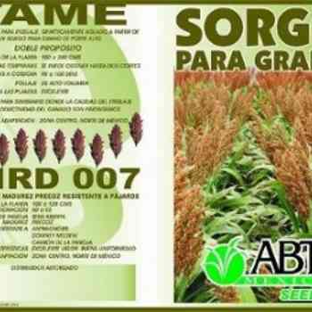 Click para ampliar. Pulsa en el nombre para ver la ficha. Sorgo 1